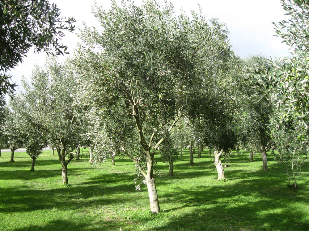 Adopt an Olive Tree