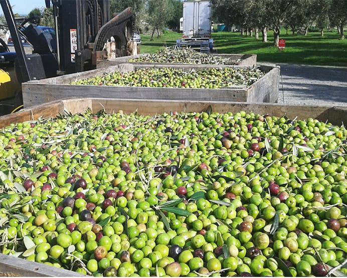 Harvest 2017