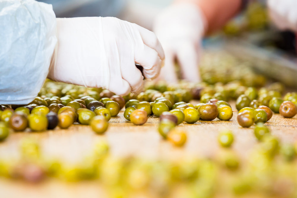 Grading Olives - The next step from tree to table