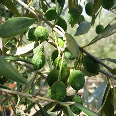 Do olives like drought?