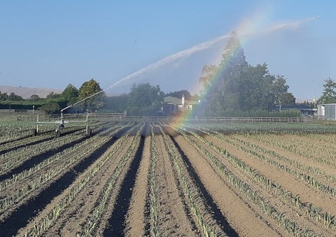 A Man Made Rainbow