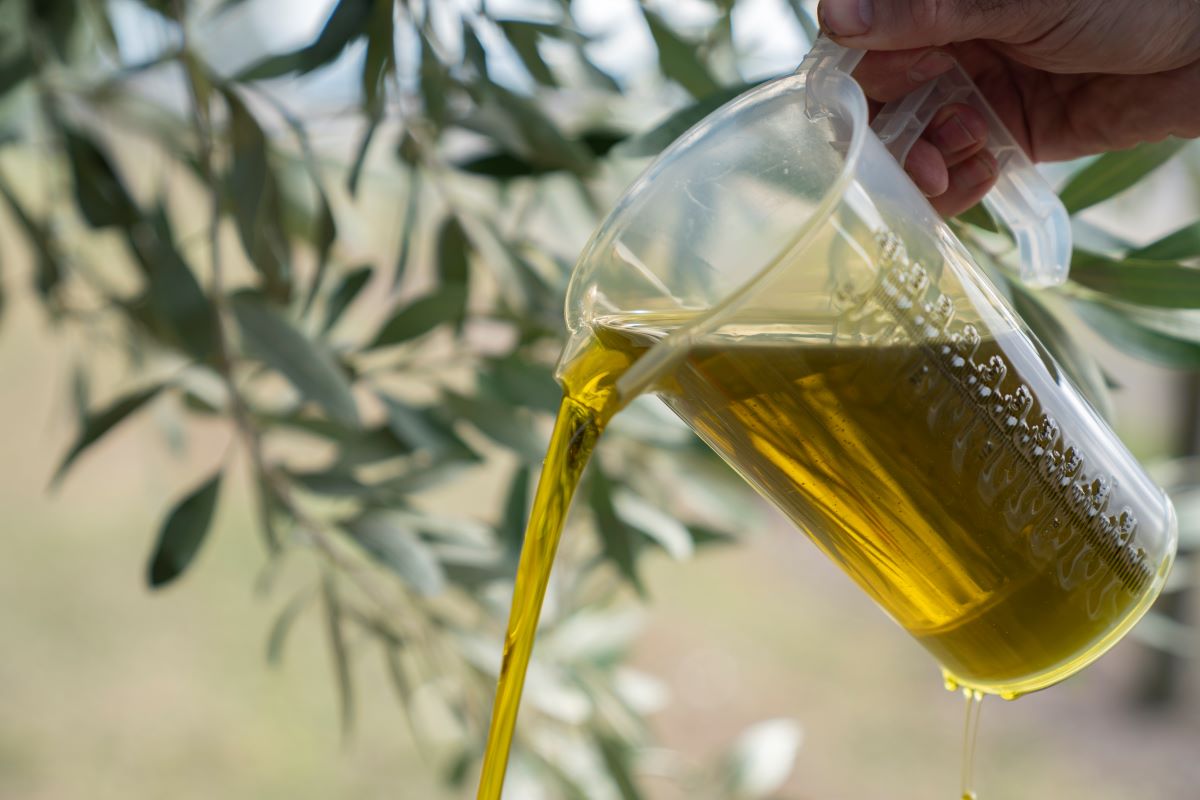 The Miracle of Extra Virgin Olive Oil: A Love Affair in Every Drop