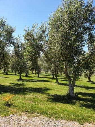 What does a warm wet summer do to the Olives?