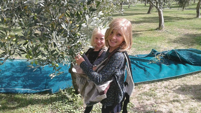 Picking Olives...again