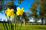 Enjoy daffodils at home and help a family affected by Cancer