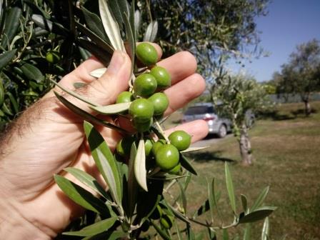 Less is More Olives