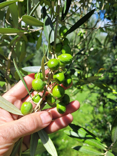 My tree does not have (m)any olives