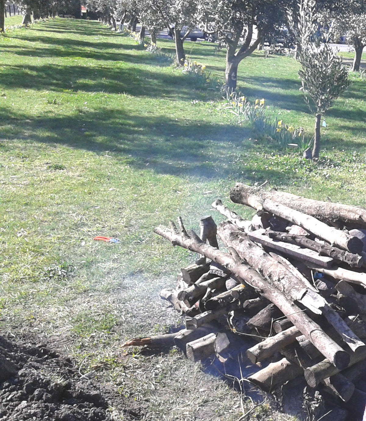 Art In The Olives Festival Prep: Olive Wood Hangi Trial 1