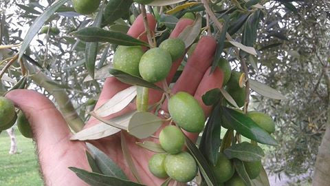 Olive Harvest - Tips for you at home!