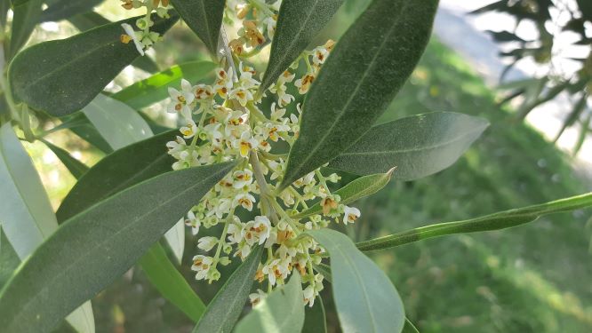 Massive Olive Tree Flowering 2019