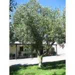 Adopt an Olive Tree